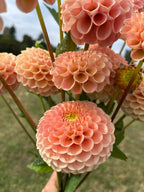 KA's™ Honeycomb dahlia flower, another view of the bloom