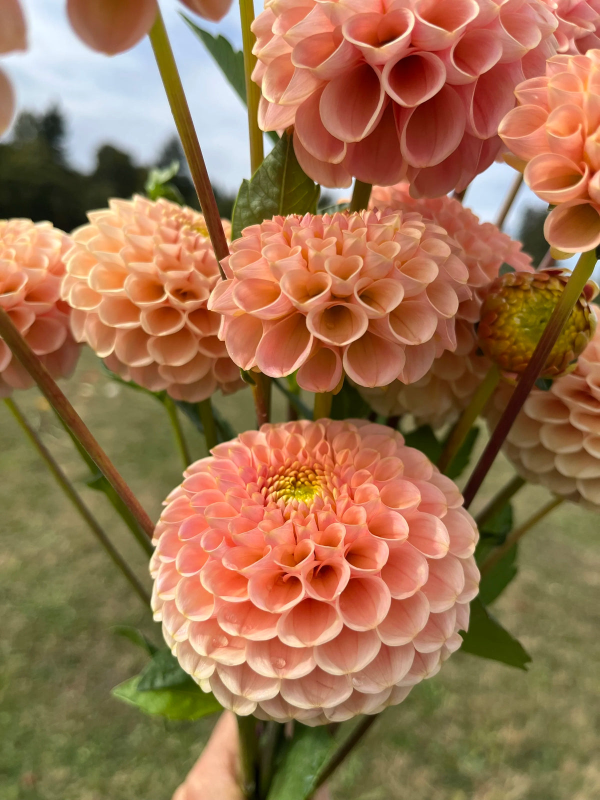 KA's™ Honeycomb dahlia flower, another view of the bloom