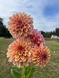 KA's™ Rhubarb dahlia tuber