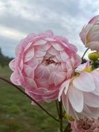 Kelgai Ann dahlia bloom, additional photo