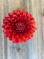 Brown Sugar dahlia flower, another view of the bloom