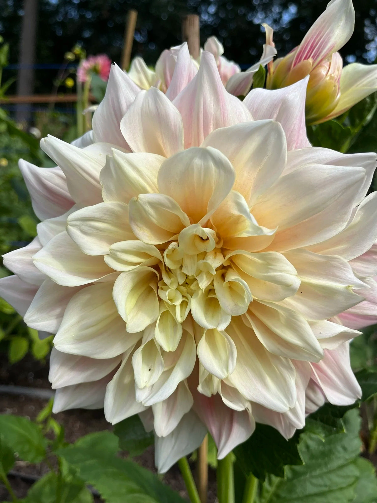 Breakout dahlia bloom, alternate view