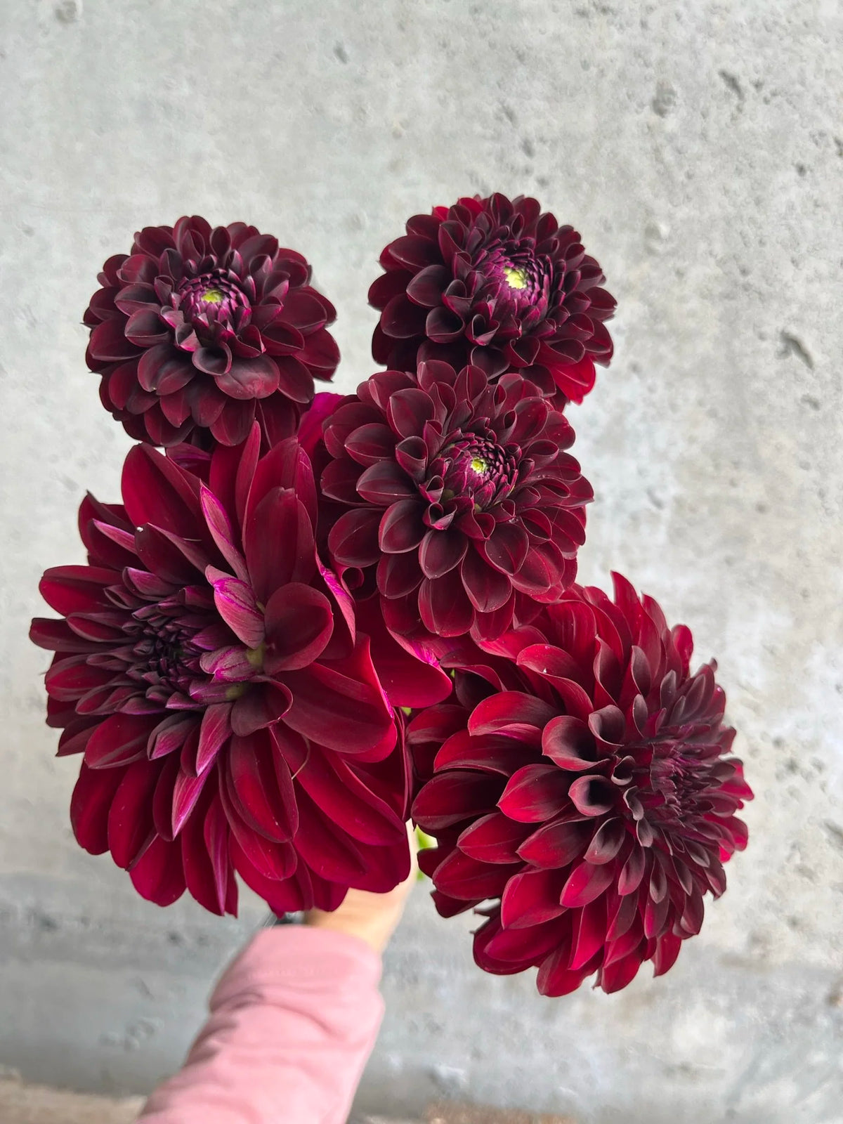 Ultimate Cut Flower Pack dahlia bloom, alternate view