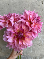 Otto's Thrill dahlia bloom, alternate view