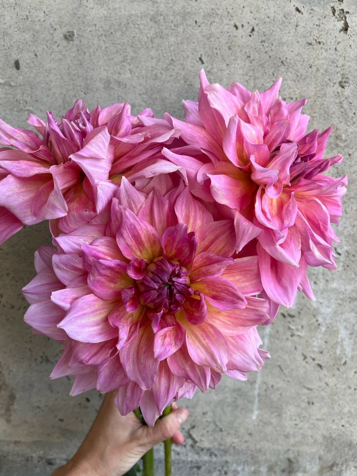 Otto's Thrill dahlia bloom, alternate view