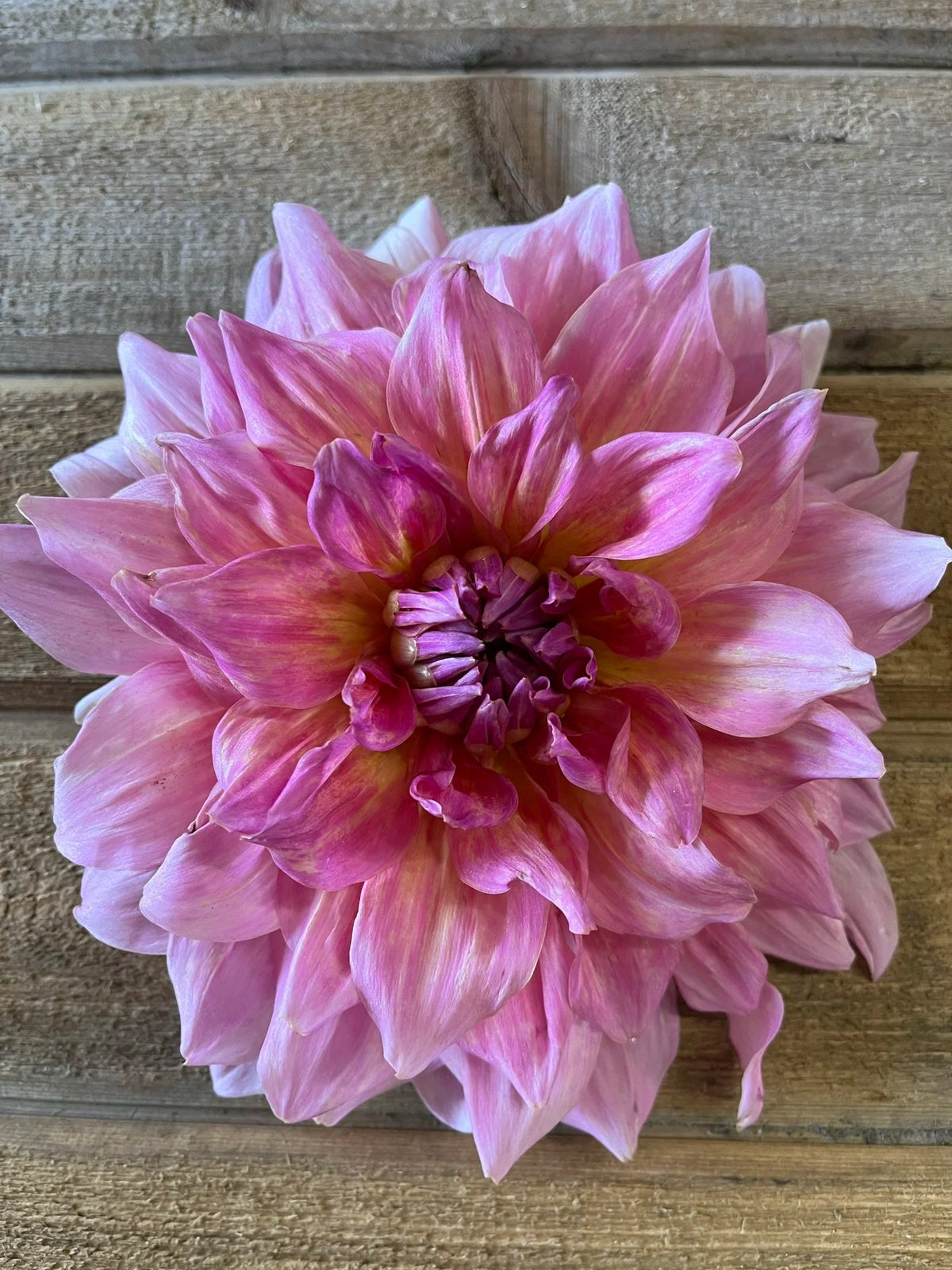 Otto's Thrill dahlia tuber