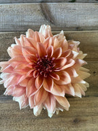 Nicholas dahlia bloom, alternate view