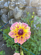Caribbean Fantasy dahlia bloom, additional photo