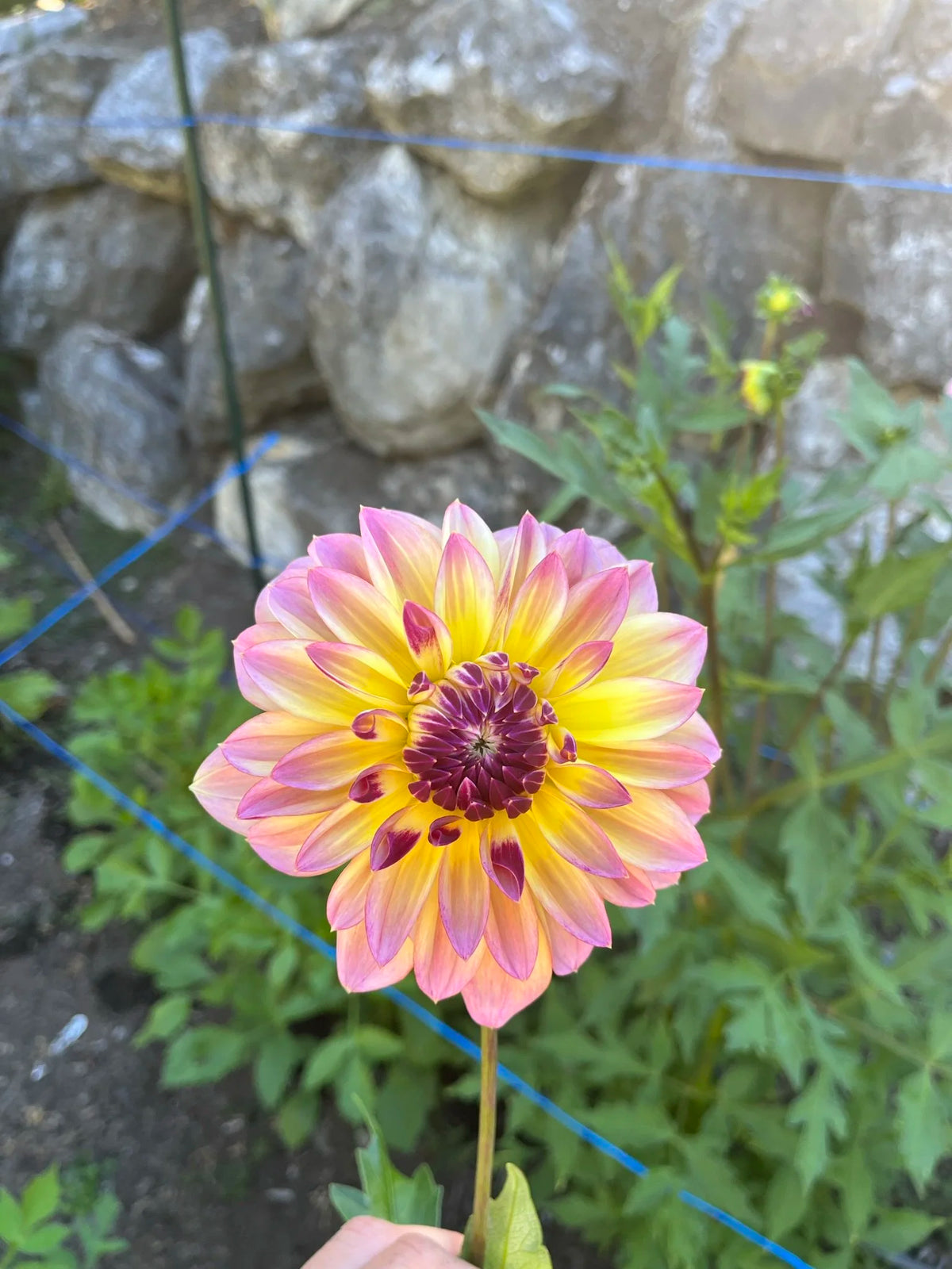 Caribbean Fantasy dahlia bloom, additional photo