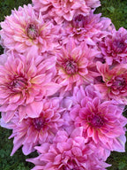 Otto's Thrill dahlia flower, another view of the bloom