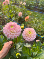 Wizard of Oz dahlia flower, another view of the bloom