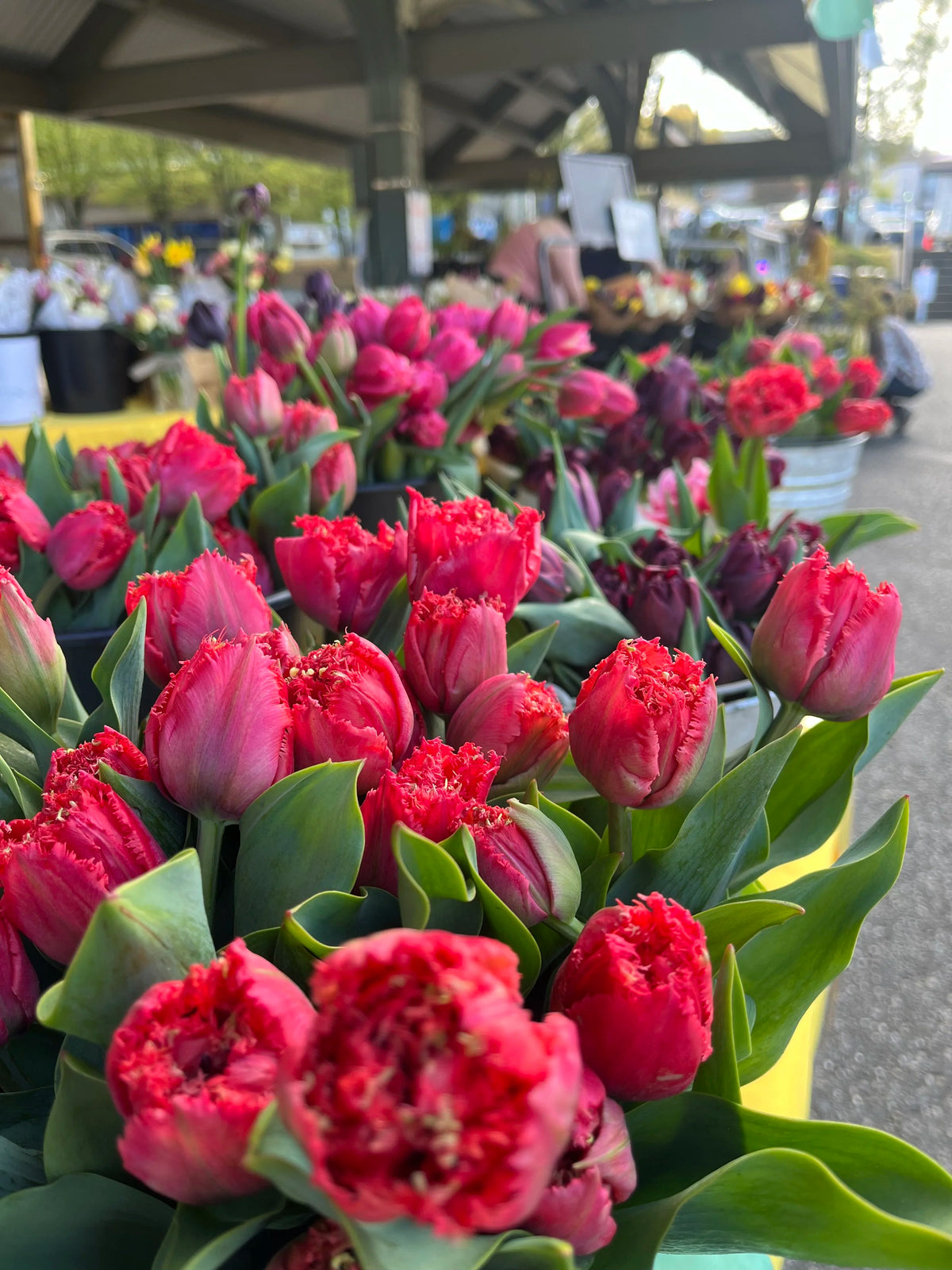 2026 Fancy Tulip Subscription, bouquet subscription from Bellingham Flower Farm, additional photo