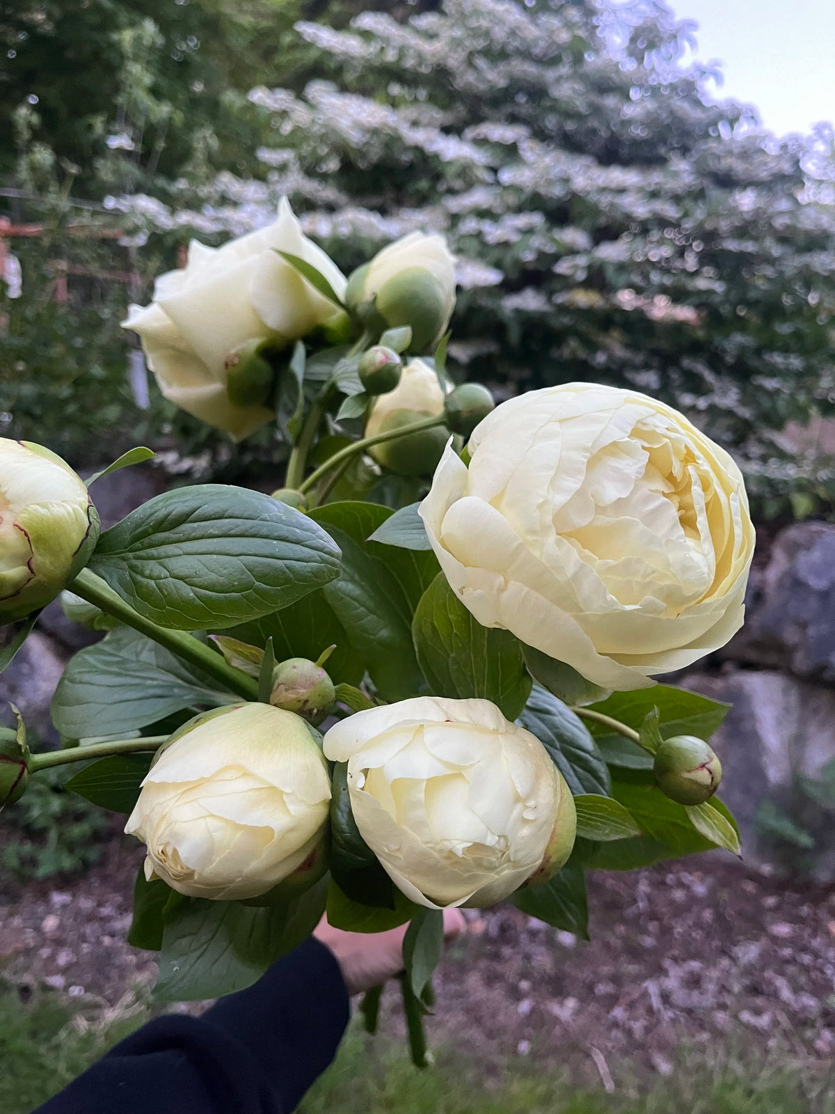 2026 Just Peonies, bouquet subscription from Bellingham Flower Farm, additional photo