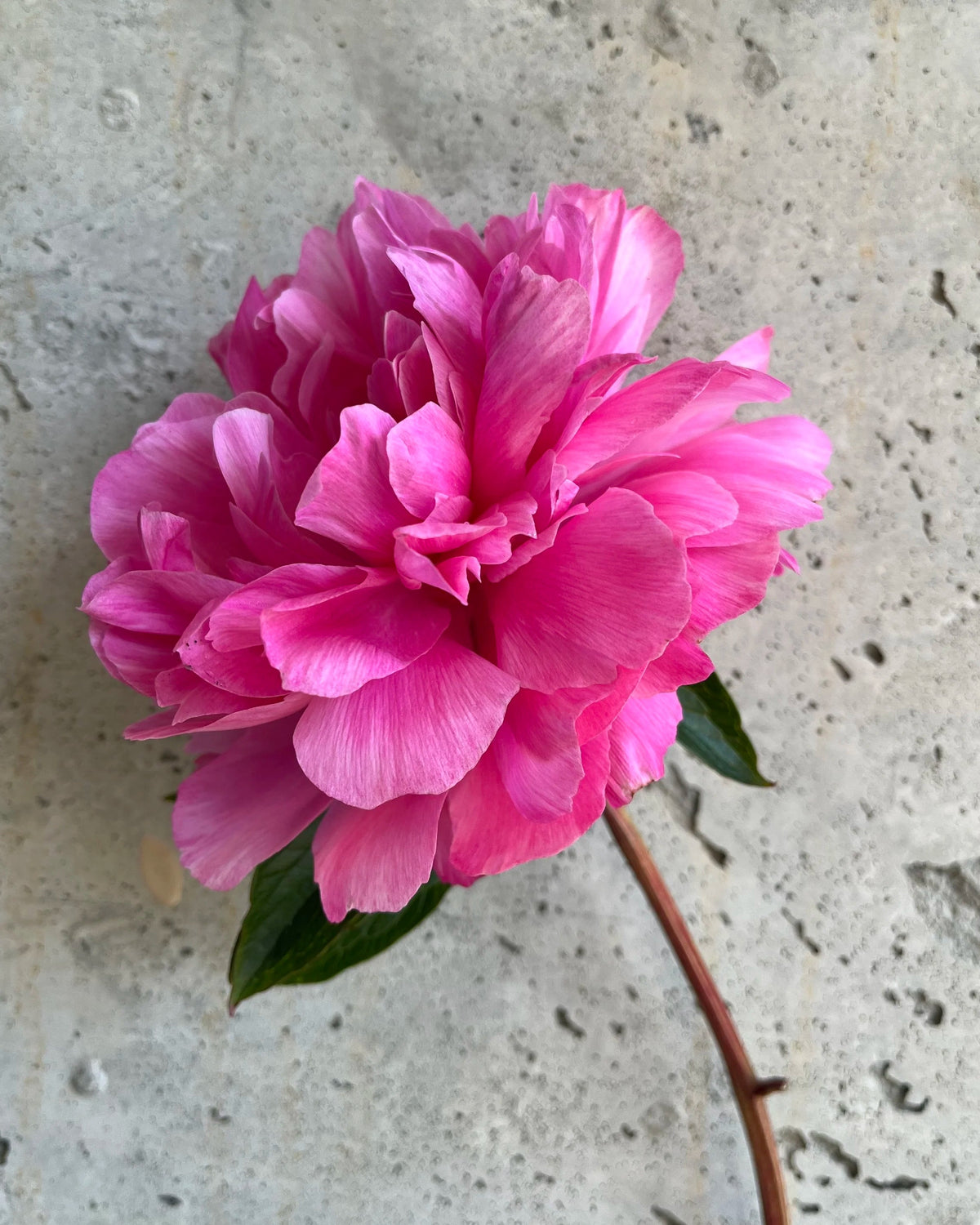 2026 Just Peonies, bouquet subscription from Bellingham Flower Farm, alternate view