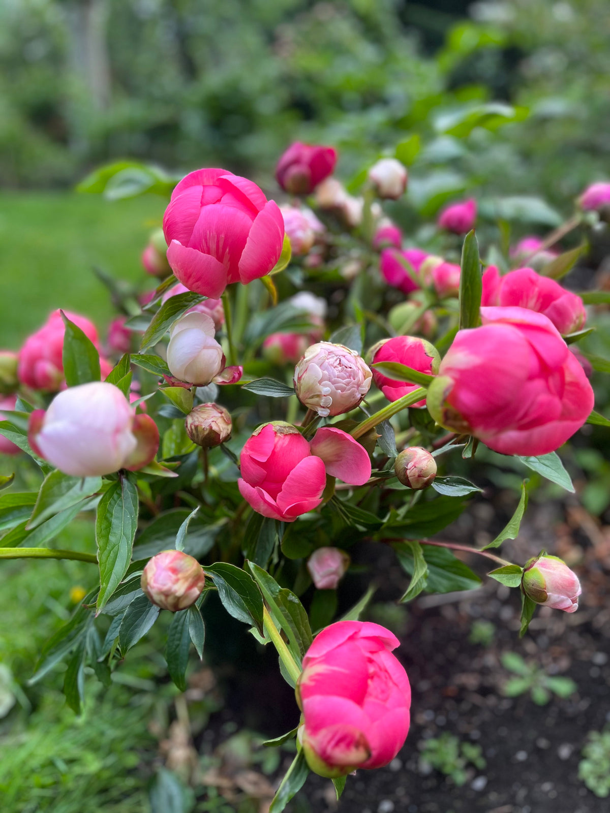 2026 Just Peonies, bouquet subscription from Bellingham Flower Farm, additional photo