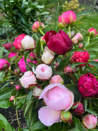 2026 Just Peonies, bouquet subscription from Bellingham Flower Farm, additional photo