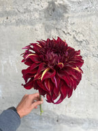 Bohemian Spartacus dahlia tuber