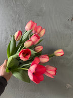 Tulip Mystic Van Eijk, Bellingham Flower Farm