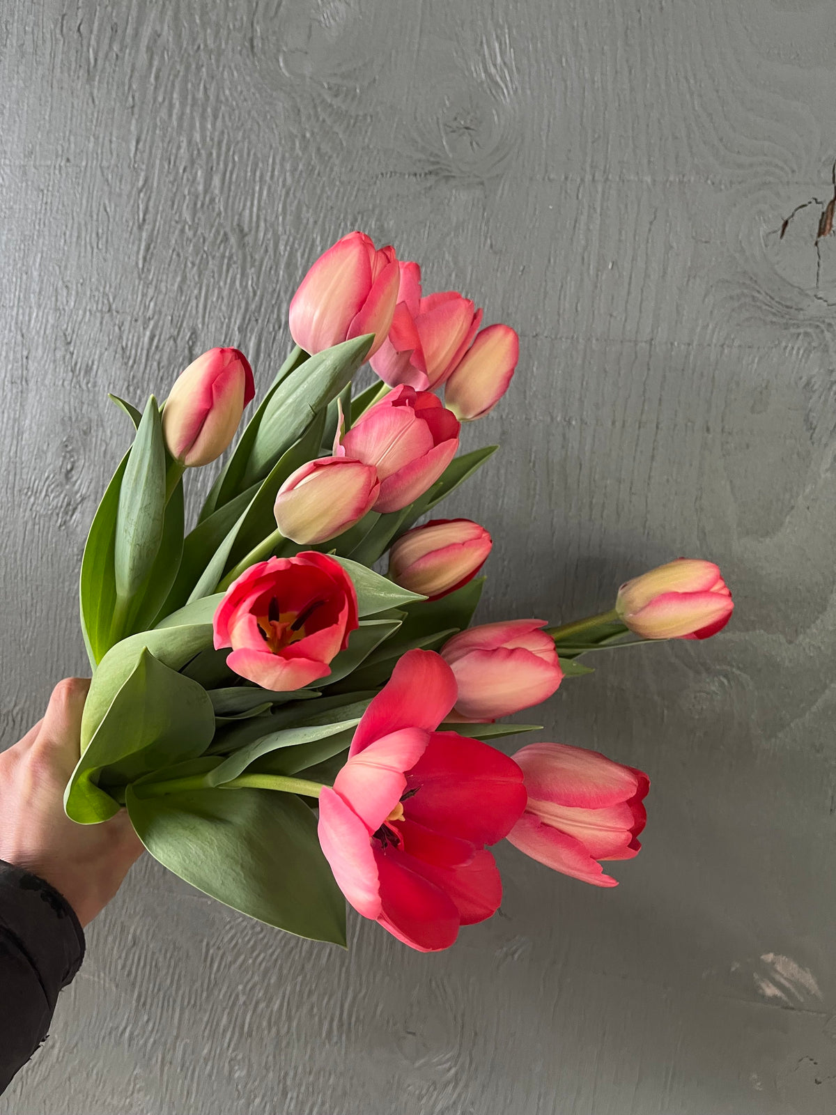 Tulip Mystic Van Eijk, Bellingham Flower Farm
