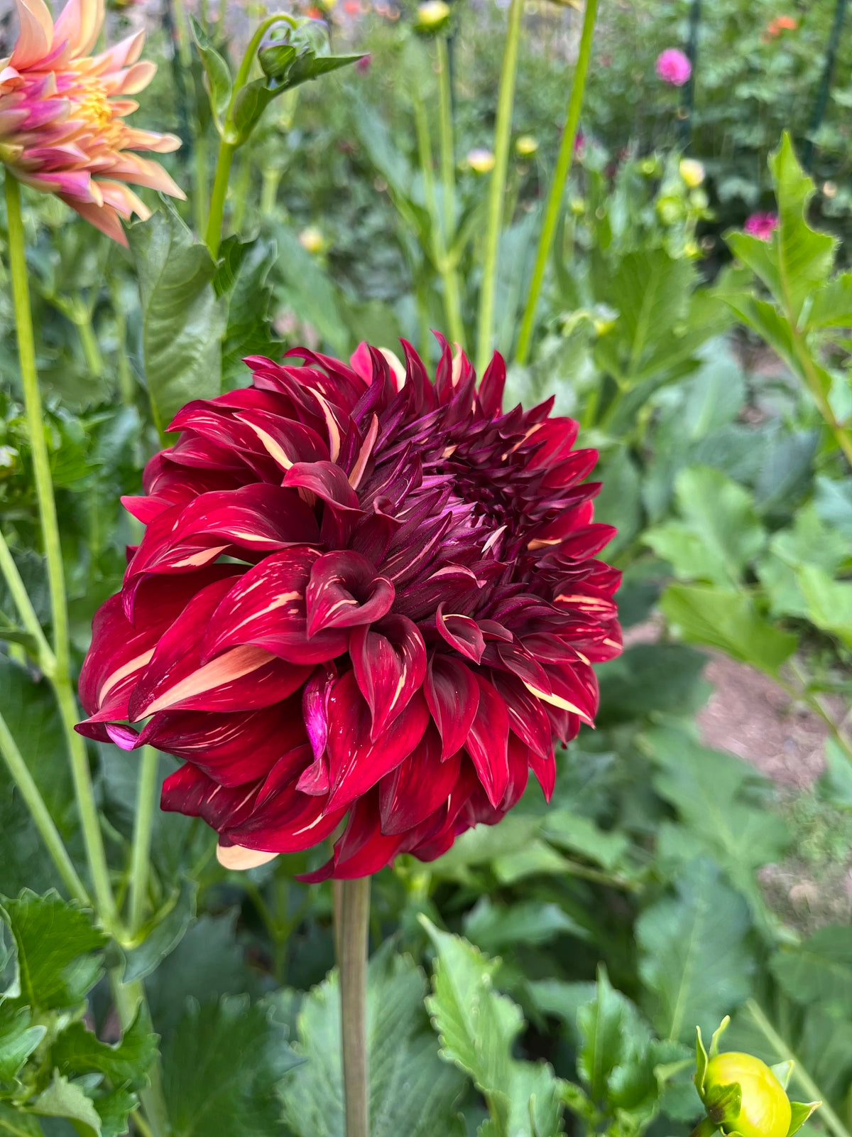 Bohemian Spartacus dahlia flower, another view of the bloom