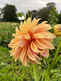 Tyrell dahlia tuber