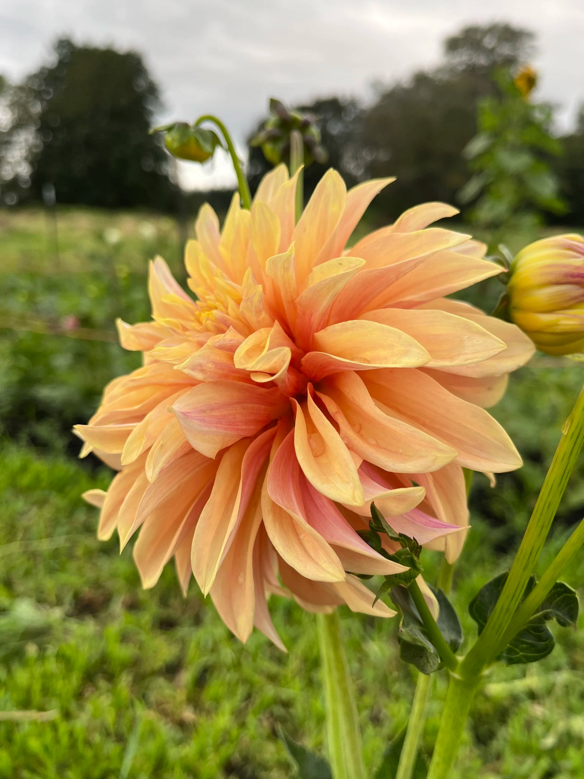 Tyrell dahlia tuber