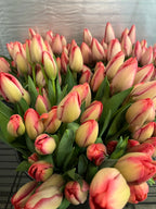 Tulip Mystic Van Eijk, Bellingham Flower Farm, alternate view