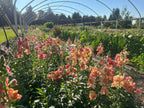 Mother's Day on the Farm at Bellingham Flower Farm, additional photo
