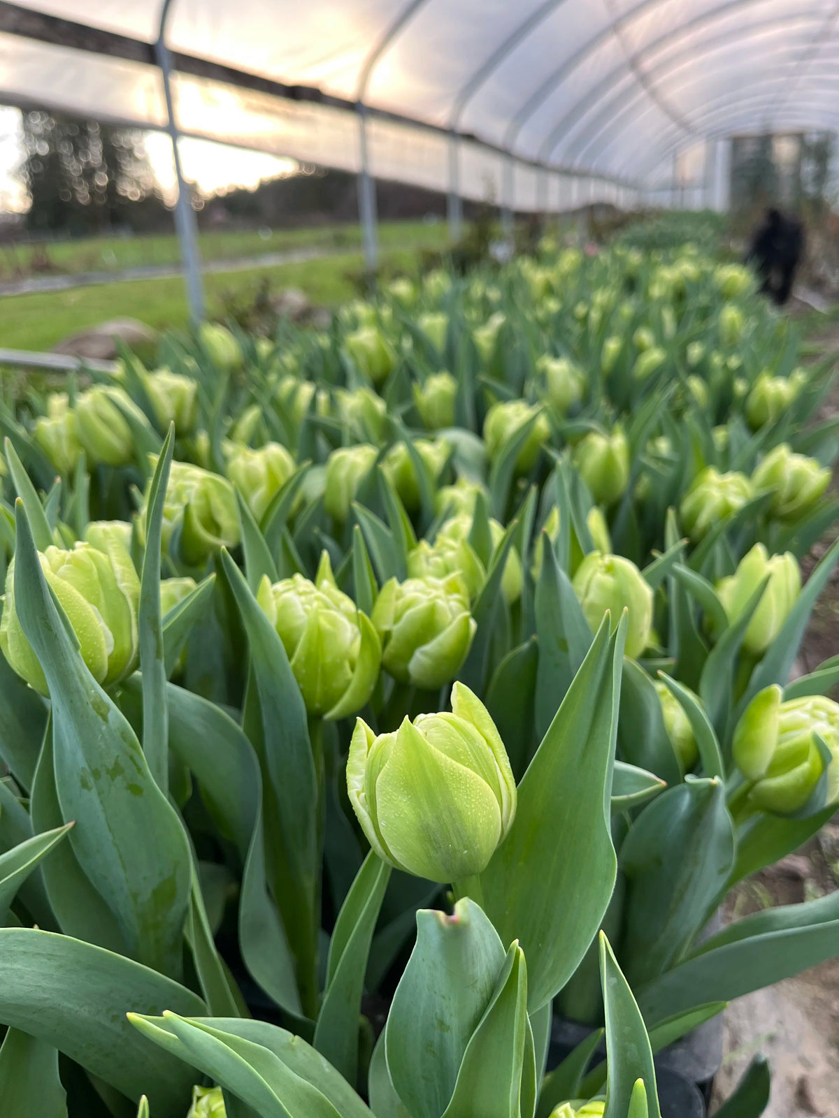 Tulip Avant Garde, Bellingham Flower Farm, another view