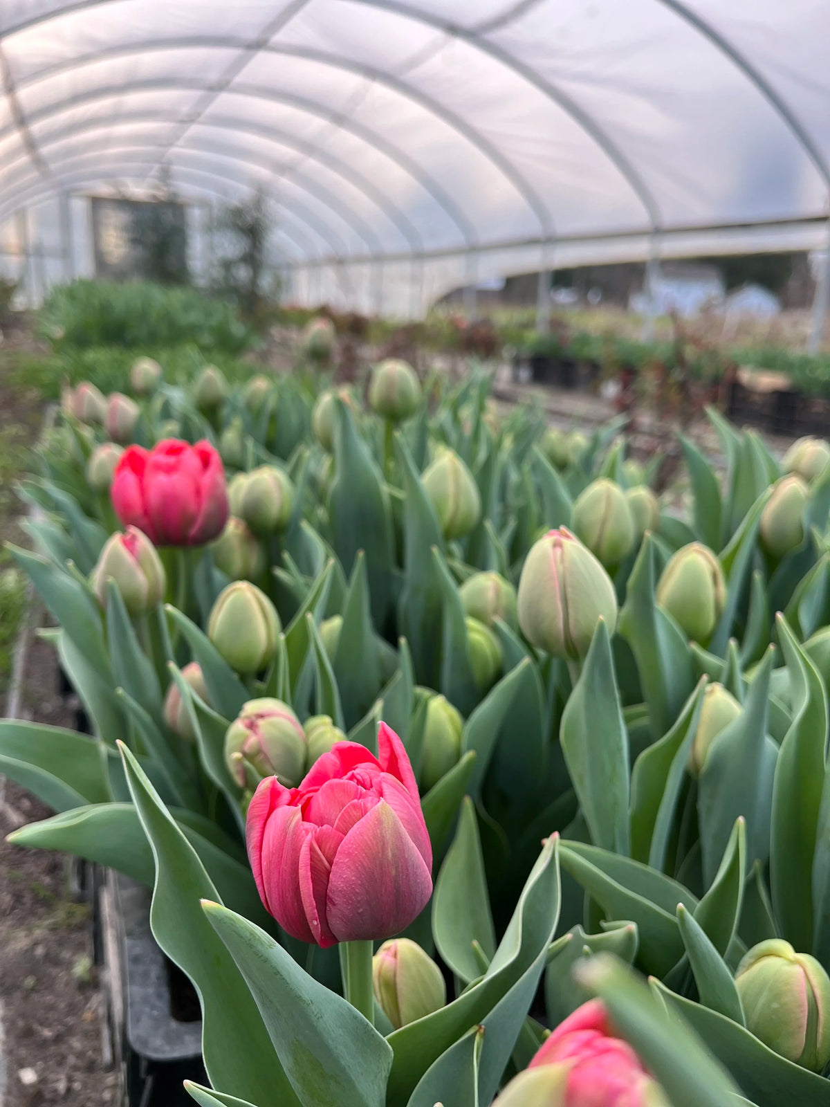 Tulip Etched Salmon, Bellingham Flower Farm, another view