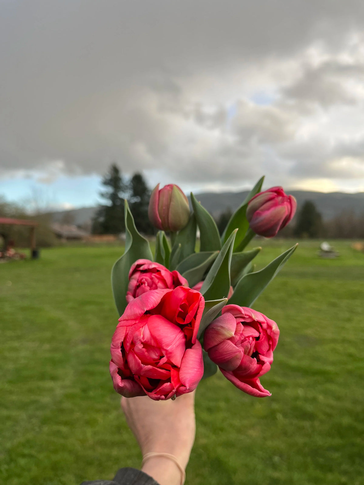 Tulip Etched Salmon, Bellingham Flower Farm