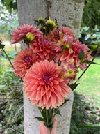 Kick Off dahlia tuber