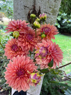 Kick Off dahlia bloom, alternate view