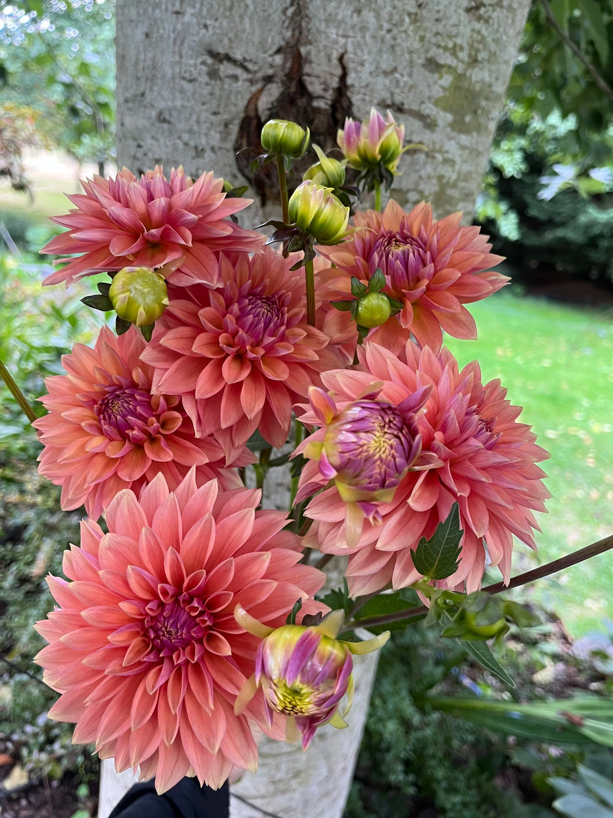 Kick Off dahlia bloom, alternate view