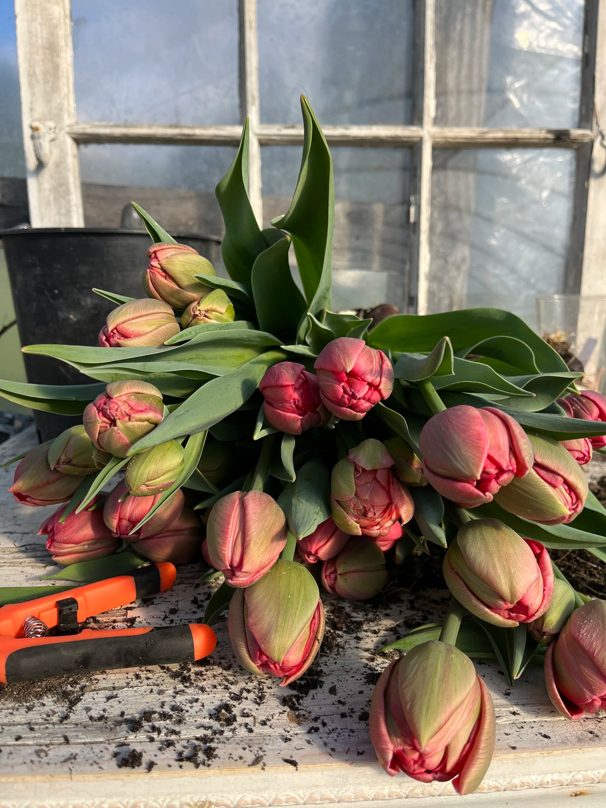 Tulip Etched Salmon, Bellingham Flower Farm, alternate view
