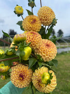 Ferncliff Spice dahlia tuber