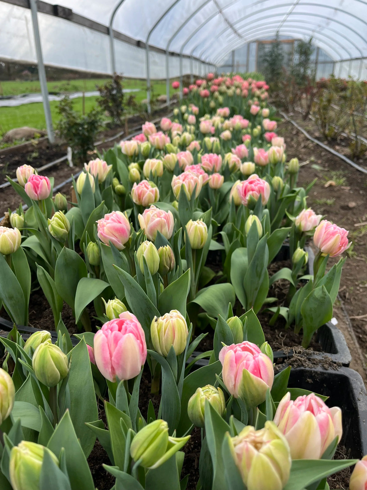 Tulip Finola, Bellingham Flower Farm, alternate view