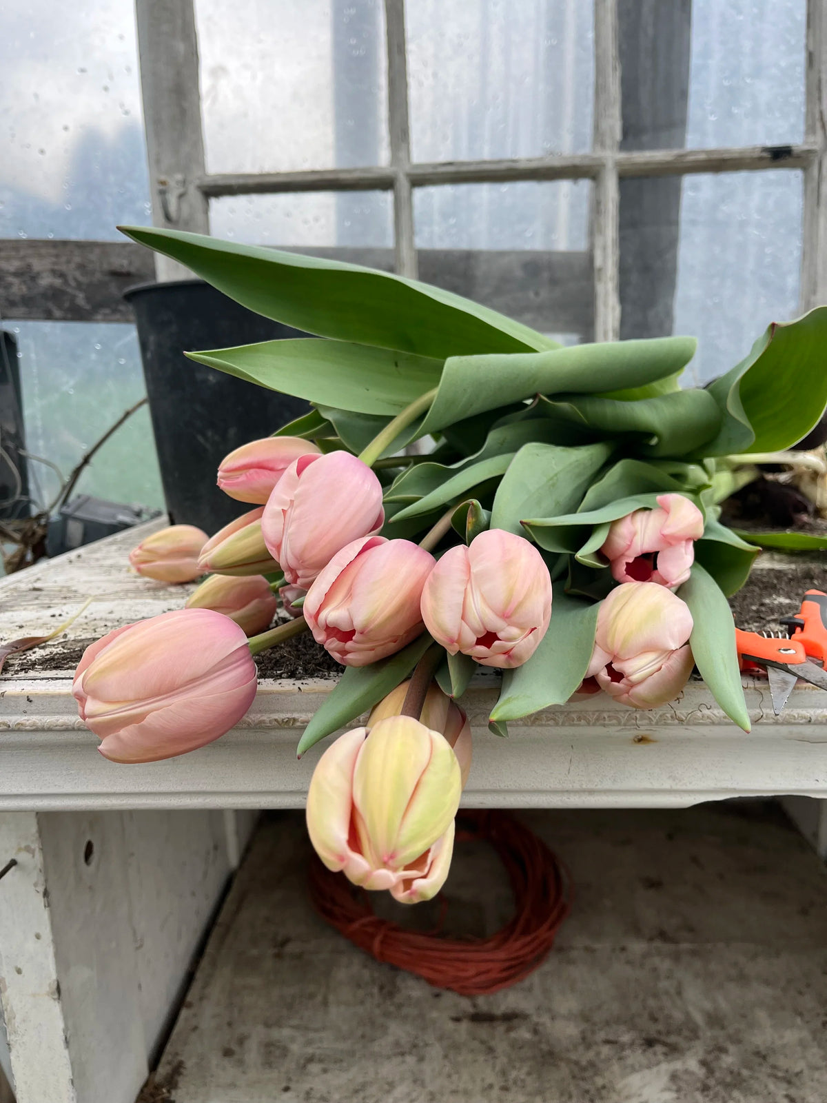 Tulip Salmon Impression, Bellingham Flower Farm
