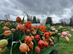 Tulip Icoon, Bellingham Flower Farm, another view