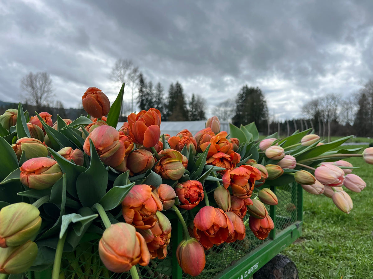 Tulip Icoon, Bellingham Flower Farm, another view
