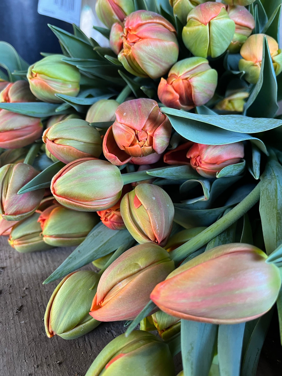 Tulip Icoon, Bellingham Flower Farm, alternate view