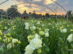 Mother's Day on the Farm at Bellingham Flower Farm, additional photo