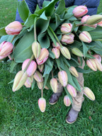 Tulip Salmon Impression, Bellingham Flower Farm, alternate view