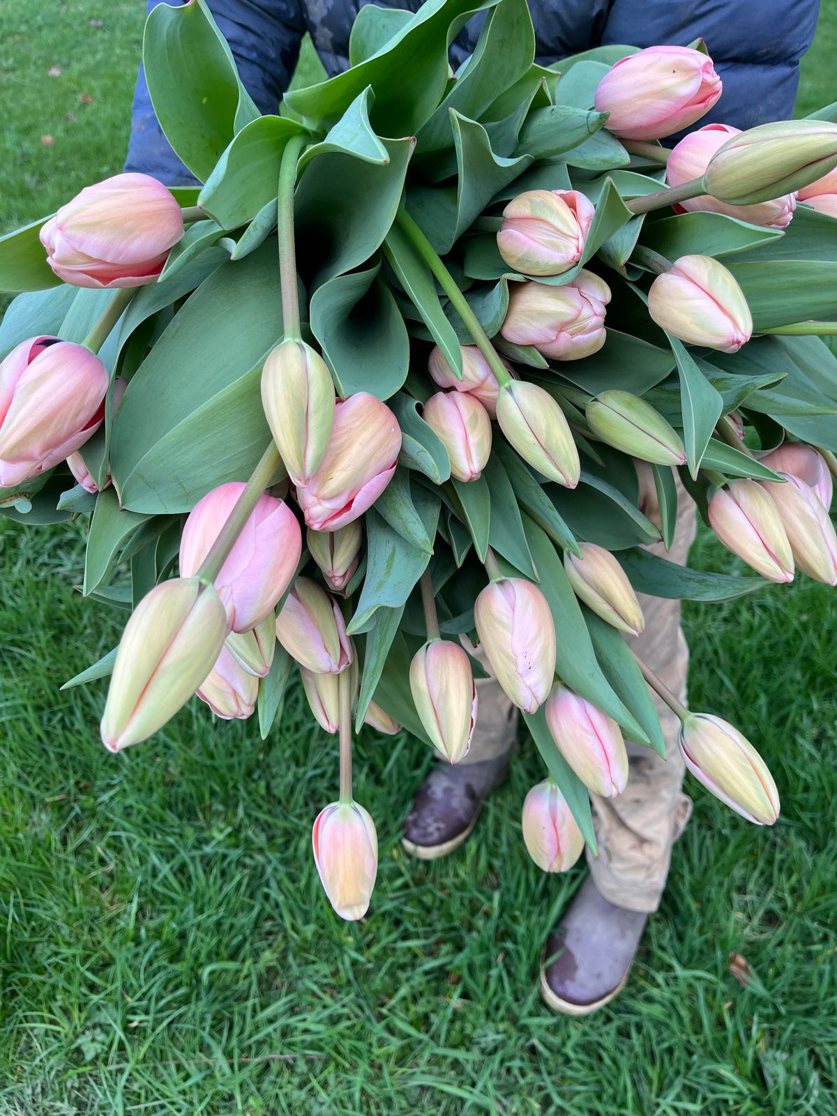 Tulip Salmon Impression, Bellingham Flower Farm, alternate view