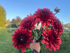 Danique dahlia bloom, alternate view