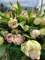 Tulip Finola, Bellingham Flower Farm