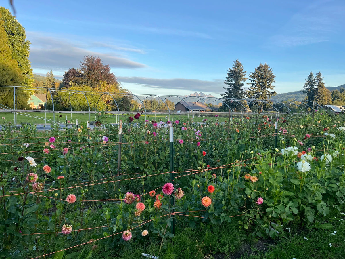 Mother's Day on the Farm at Bellingham Flower Farm, another view