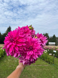 I'm A Hottie dahlia tuber, a hand holding a large bouquet of vibrant magenta-pink dahlia flowers in a sunny