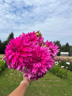 I'm A Hottie dahlia tuber, a hand holding a large bouquet of vibrant magenta-pink dahlia flowers in a sunny