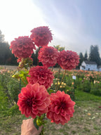 A hand holding a bouquet of vibrant red-pink dahlia flowers in a sunny outdoor flower field with a blurred background of greenery and a white house.